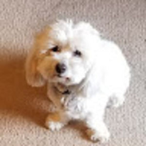 Meet your Posher, Kia